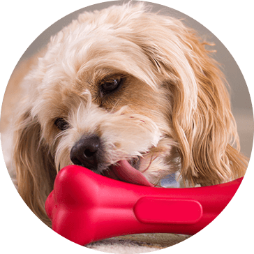 Brinquedos de borracha para cães de estimação