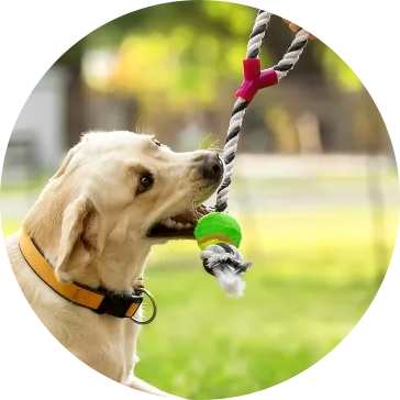 Brinquedos para cães de estimação com corda de algodão