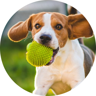 Brinquedos para cães de estimação TPR