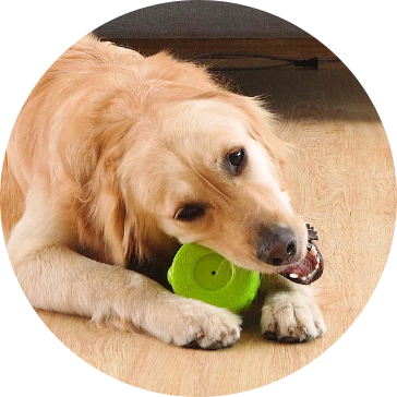 Brinquedos para cães de estimação EVA
