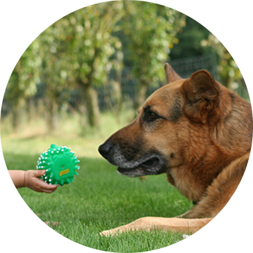 Brinquedos de látex para cães de estimação