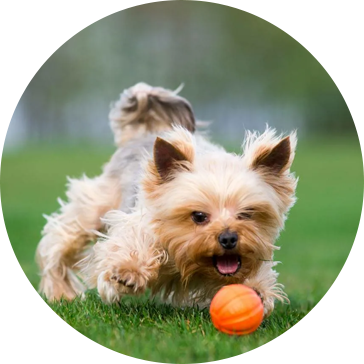 Brinquedos para cães de estimação de tênis